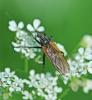 Empis sp.